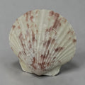 reddish-brown Atlantic Calico Scallop shell (Argopecten gibbus)