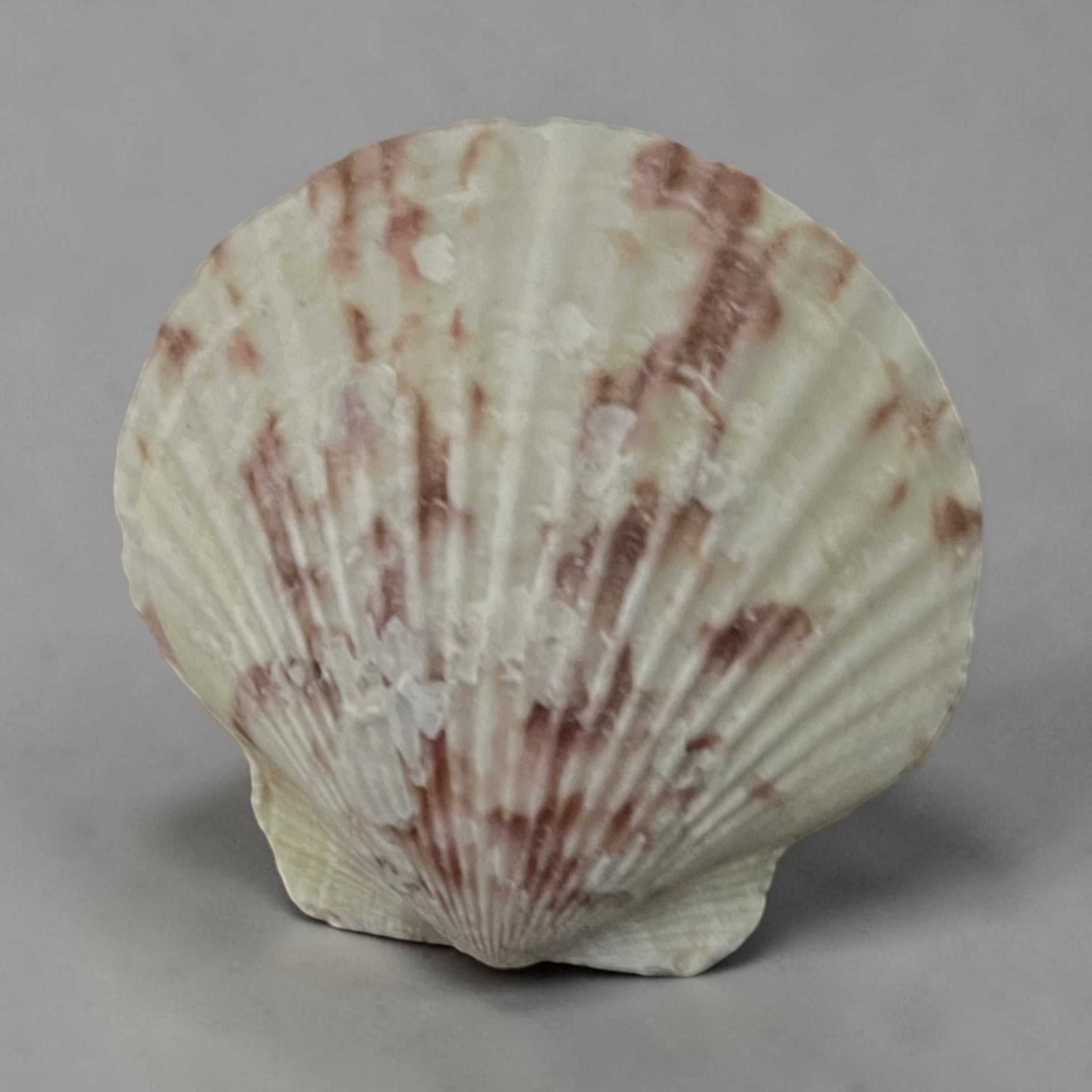 reddish-brown Atlantic Calico Scallop shell (Argopecten gibbus)