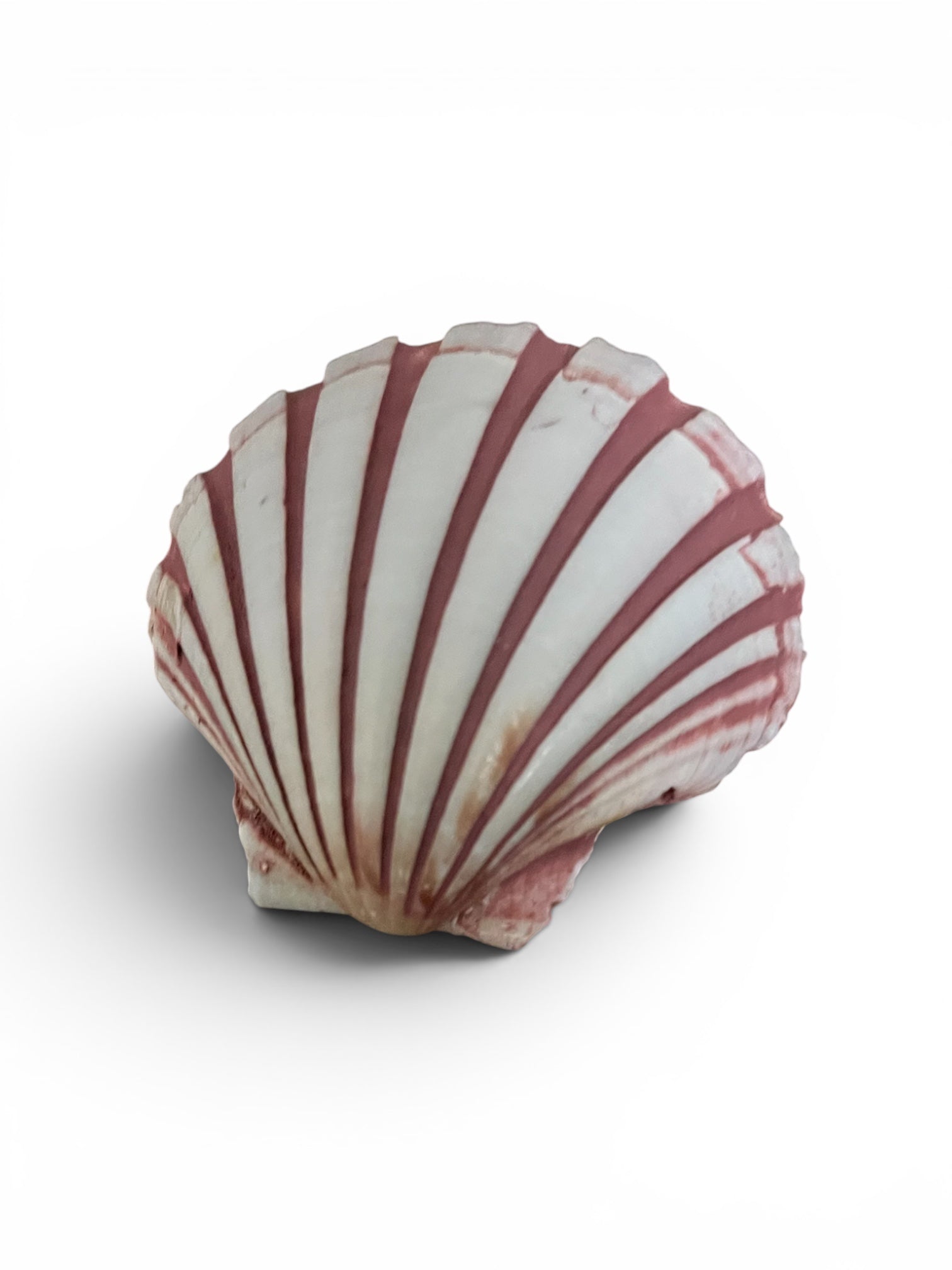 natural Lion's Paw scallop seashell