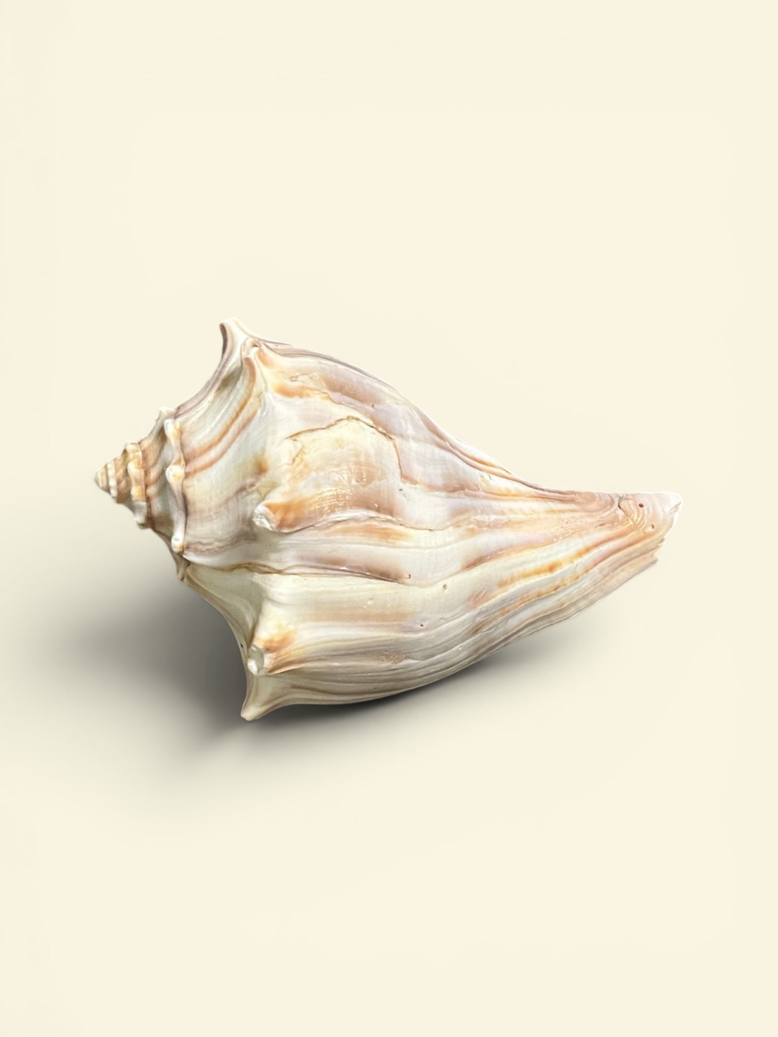 Knobbed Whelk (Busycon carica) shell