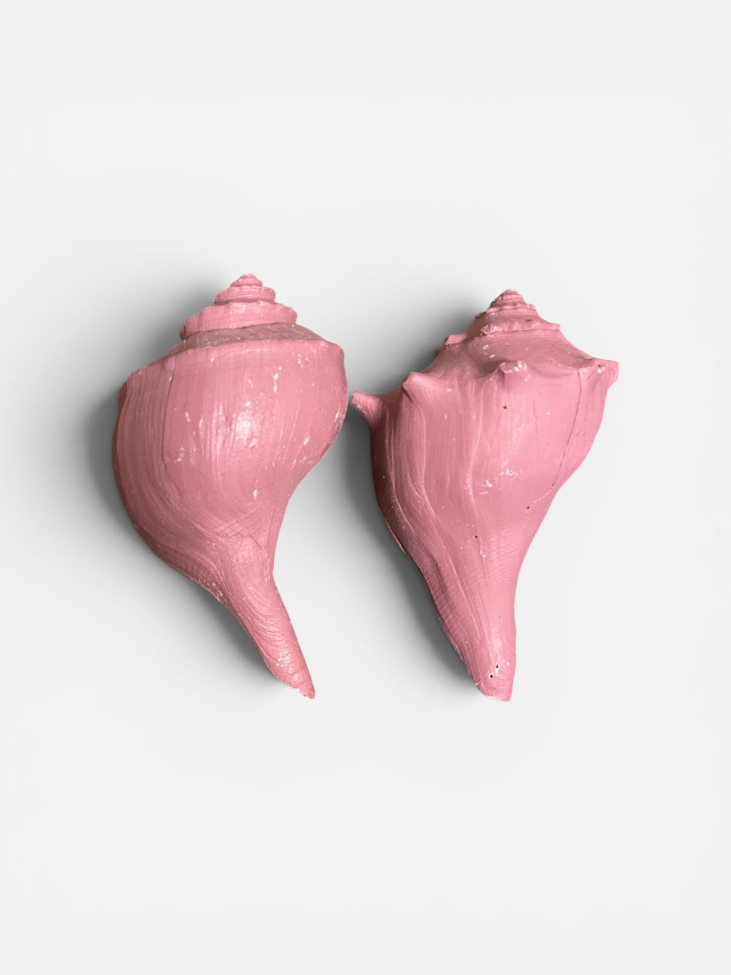 pink queen conch shells