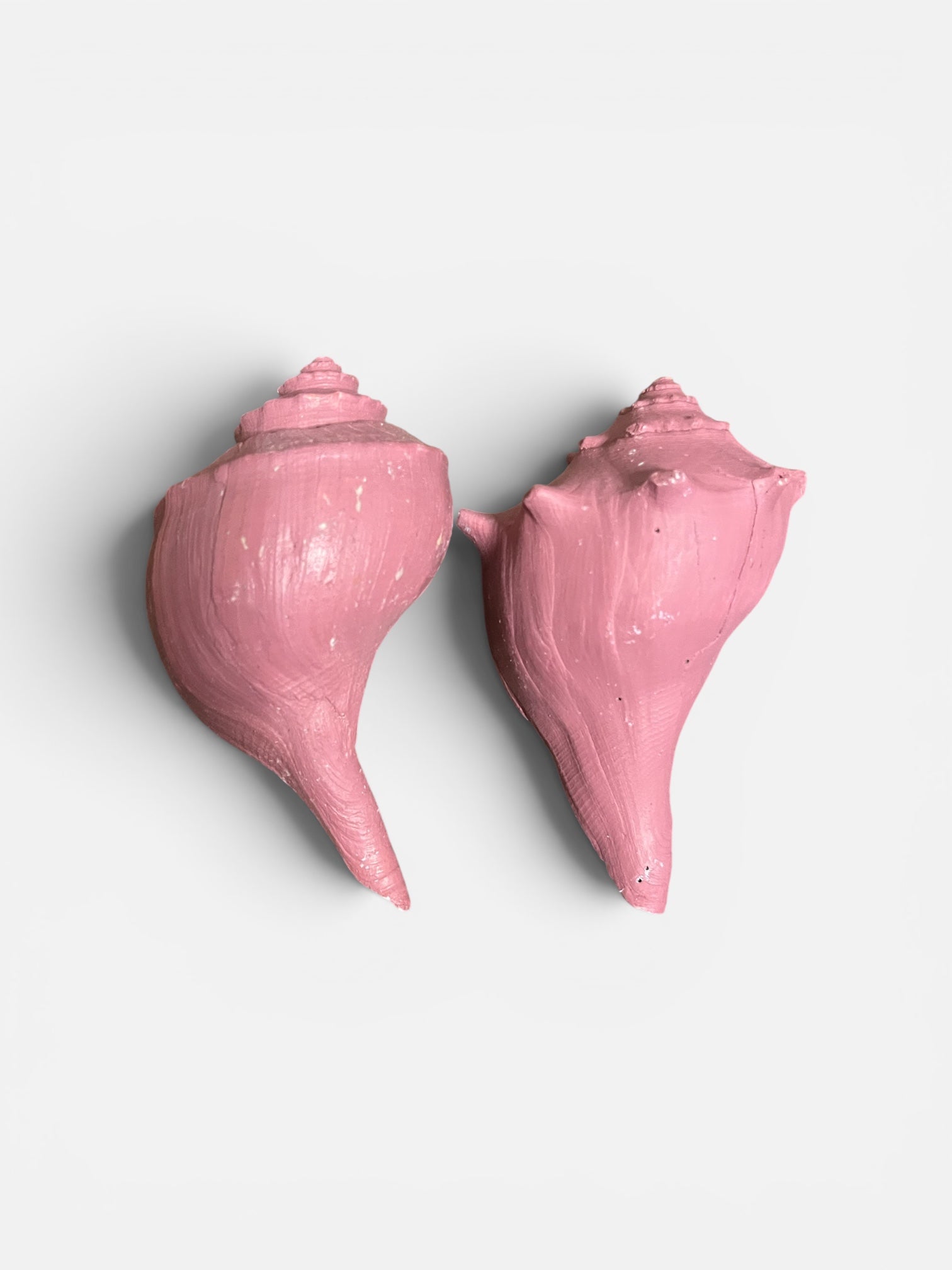 pink queen conch shells