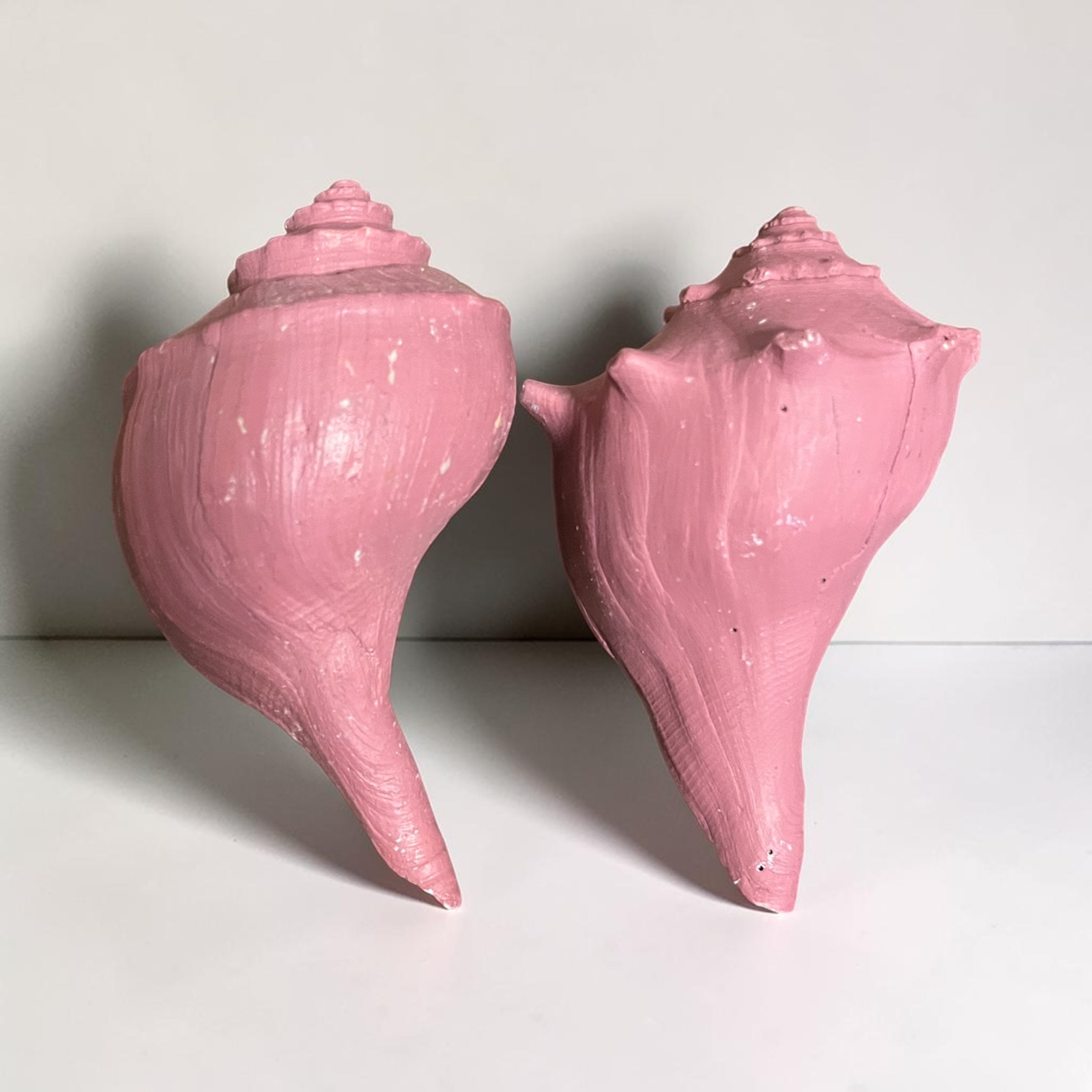 pink queen conch shells