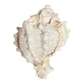 Pink Murex seashell