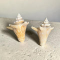 Queen Conch (Aliger gigas) seashell