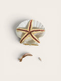 dried, preserved starfish specimen