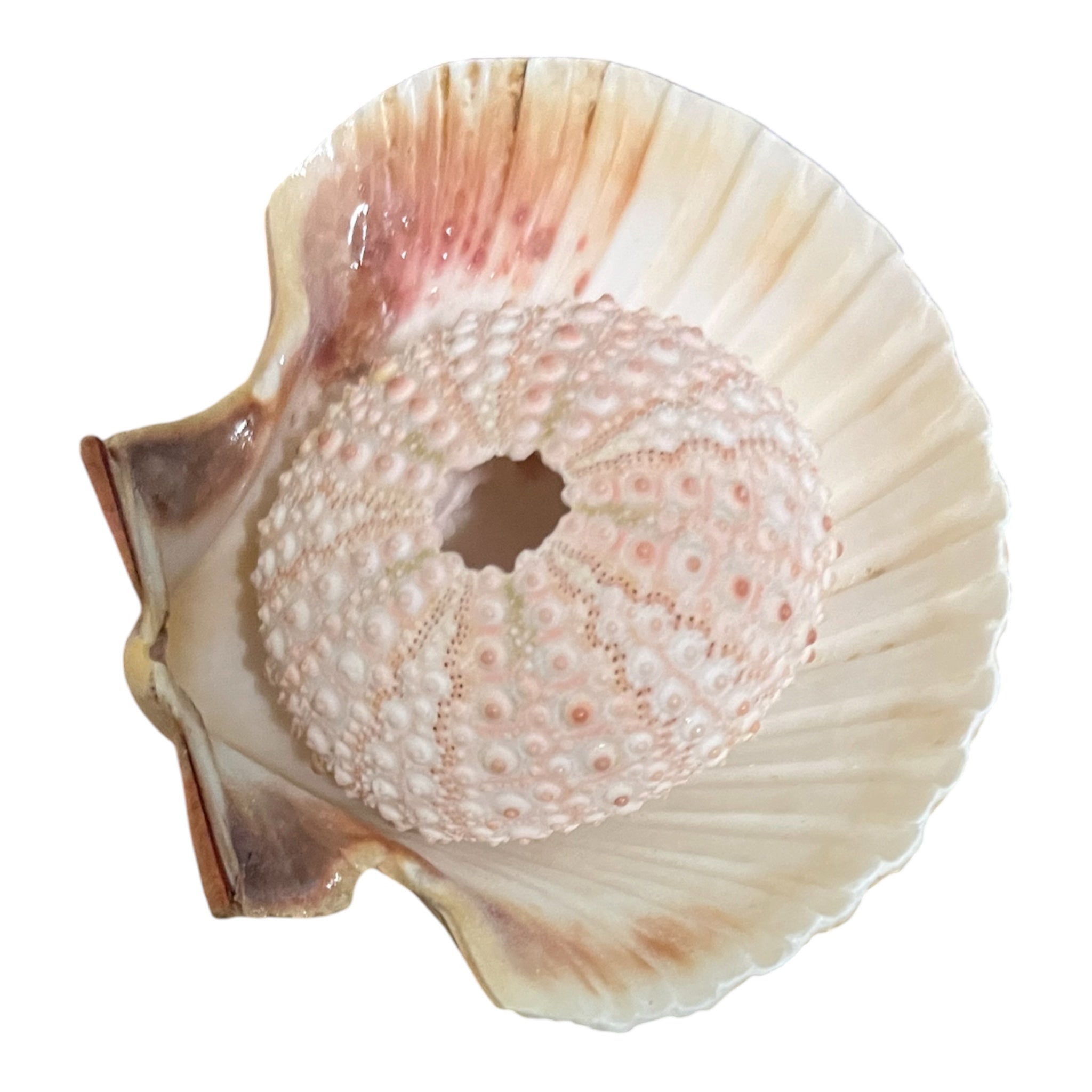 pink sea urchin specimen
